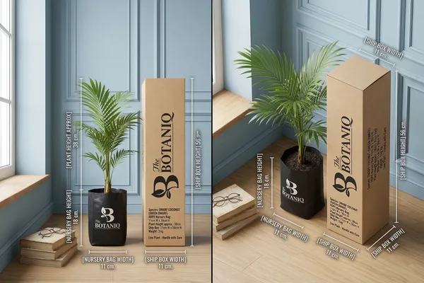 Dwarf_Coconut_(Green_Dwarf)