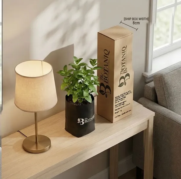 Scented__s_Various_-_Mint,_Curry,_Etc._Plant