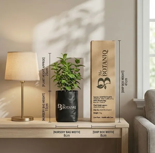Scented__s_Various_-_Mint,_Curry,_Etc._Plant