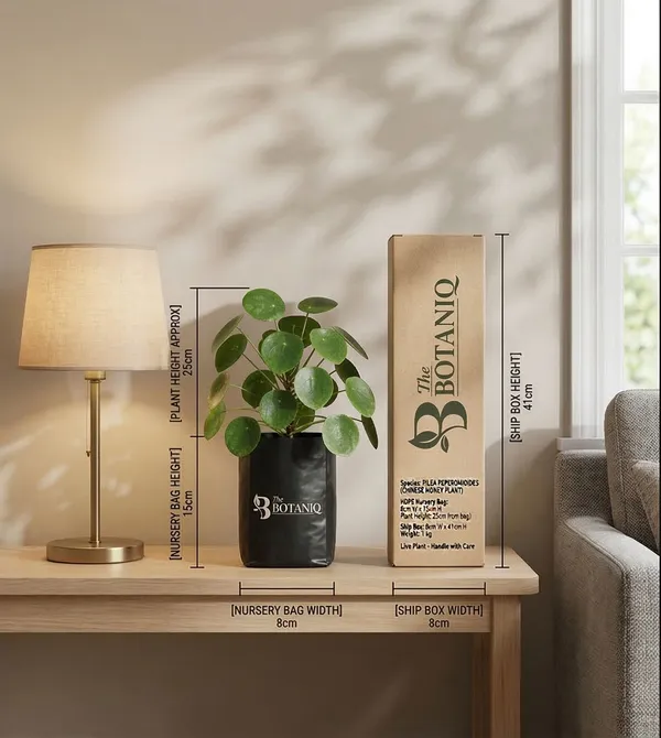 Pilea_Peperomioides_Chinese_Money___Plant