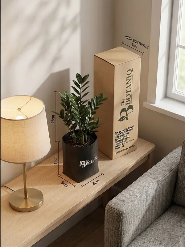 Raven_Zz___Zamioculcas_Raven_Plant