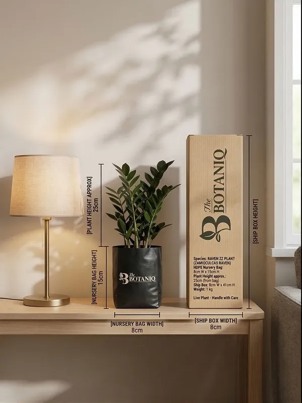 Raven_Zz___Zamioculcas_Raven_Plant