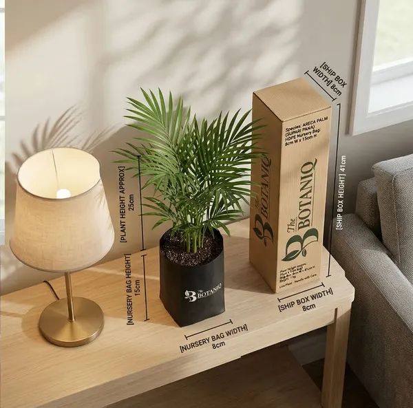 Areca_Palm_Supari_Pana_Plant