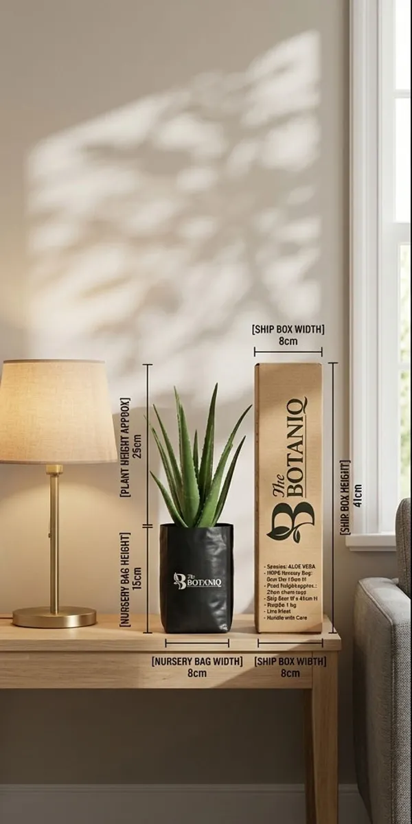 Aloe_Vera___Plant
