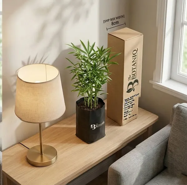 Bamboo___True_Bamboo_Plant