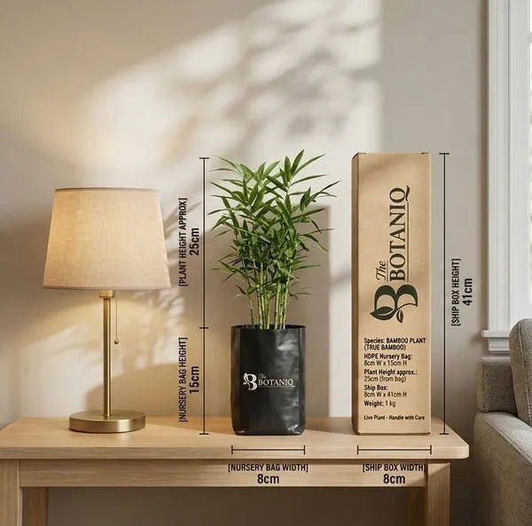 Bamboo___True_Bamboo_Plant