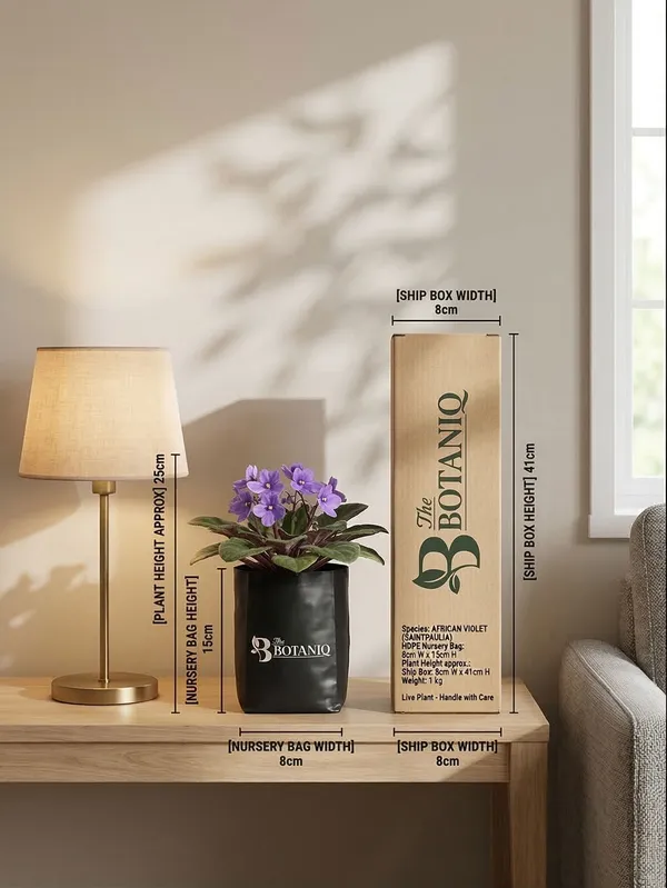 African_Violet_Saintpaulia_Plant