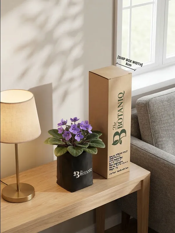 African_Violet_Saintpaulia_Plant