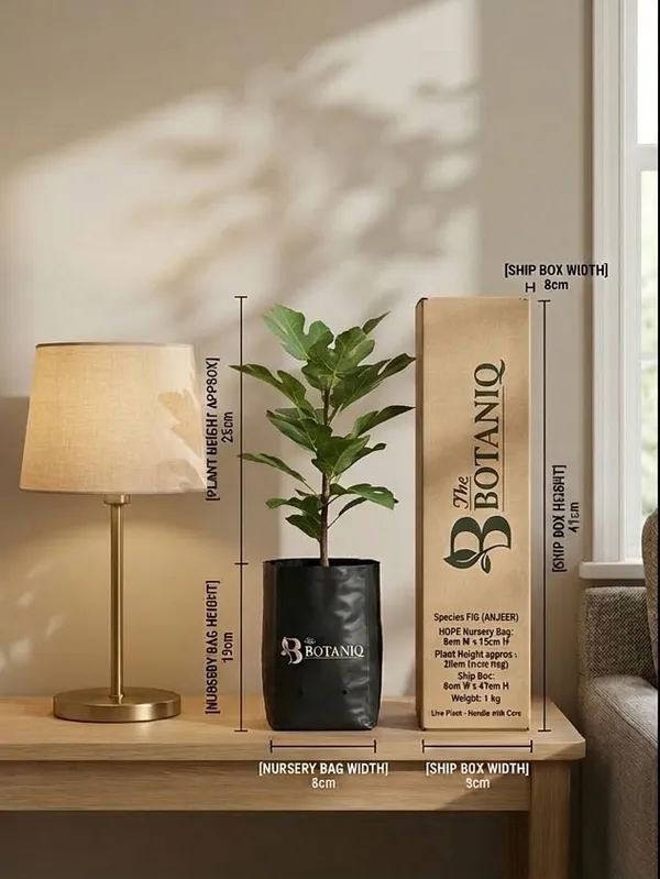 Fig_Anjeer_Plant