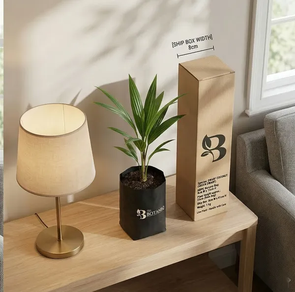 Dwarf_Coconut_Green_Dwarf_Plant