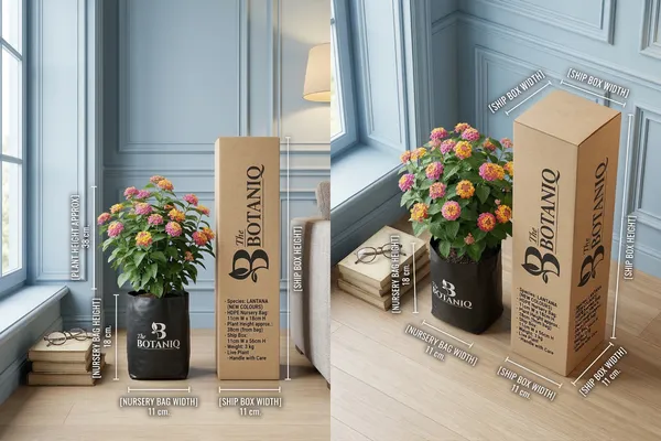 Lantana_(New_Colours)