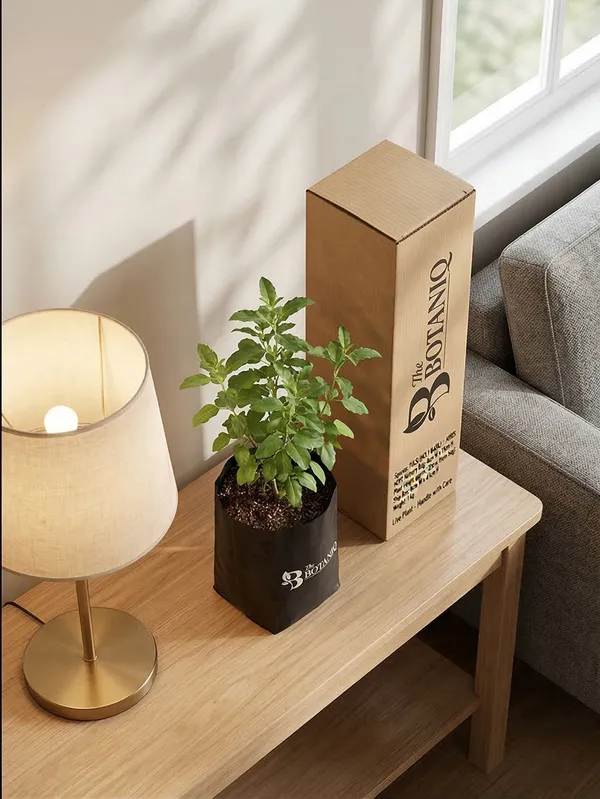 Tulsi_Holy_Basil_-_Aries_Plant