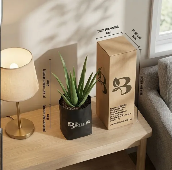 Aloe_Vera_Plant
