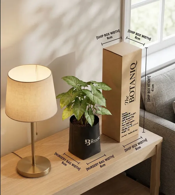 Syngonium_Arrowhead___Plant