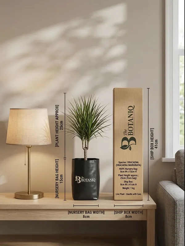 Dracaena_Dracaena_Marginata_Plant