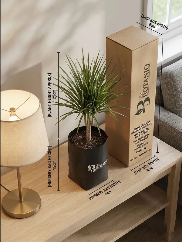 Dracaena_Dracaena_Marginata_Plant