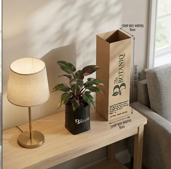 Philodendron_Pink_Princess_Plant
