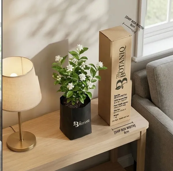 Jasmine_Mogra/Motia_Plant