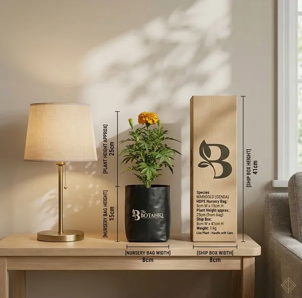 Marigold_Genda_Plant