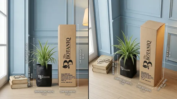 Spider_Plant_(Chlorophytum_Comosum)