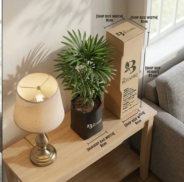Raphis_Palm_Lady_Palm_Plant