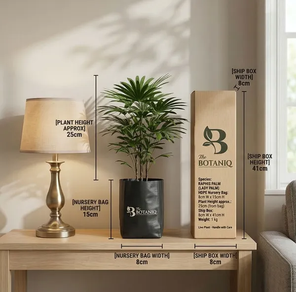 Raphis_Palm_Lady_Palm_Plant