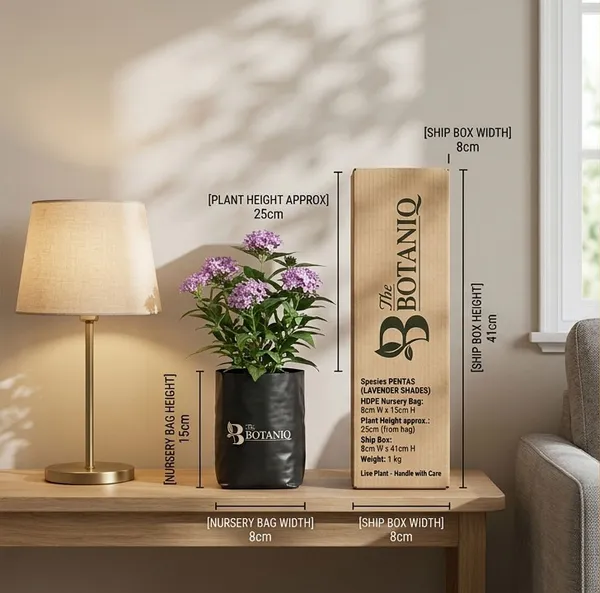 Pentas_Lavender_Shades_Plant