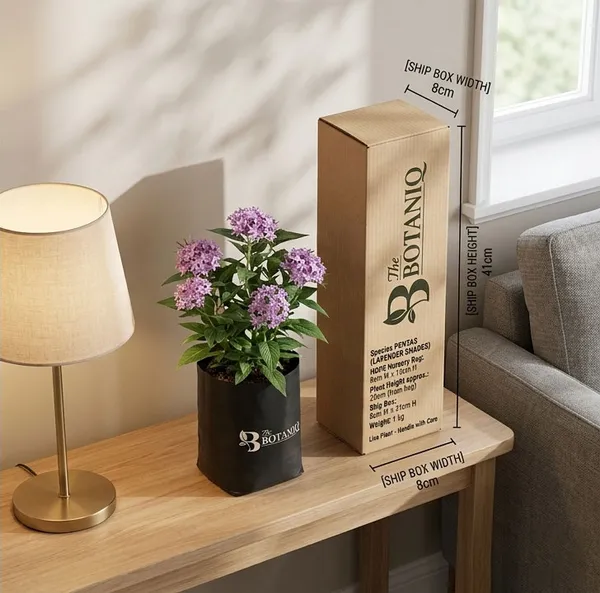 Pentas_Lavender_Shades_Plant