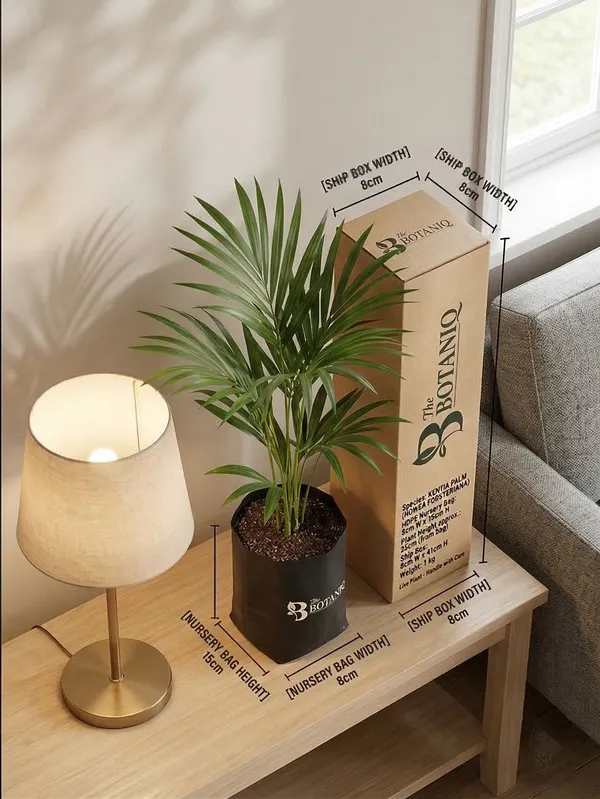 Kentia_Palm_Howea_Forsteriana_Plant
