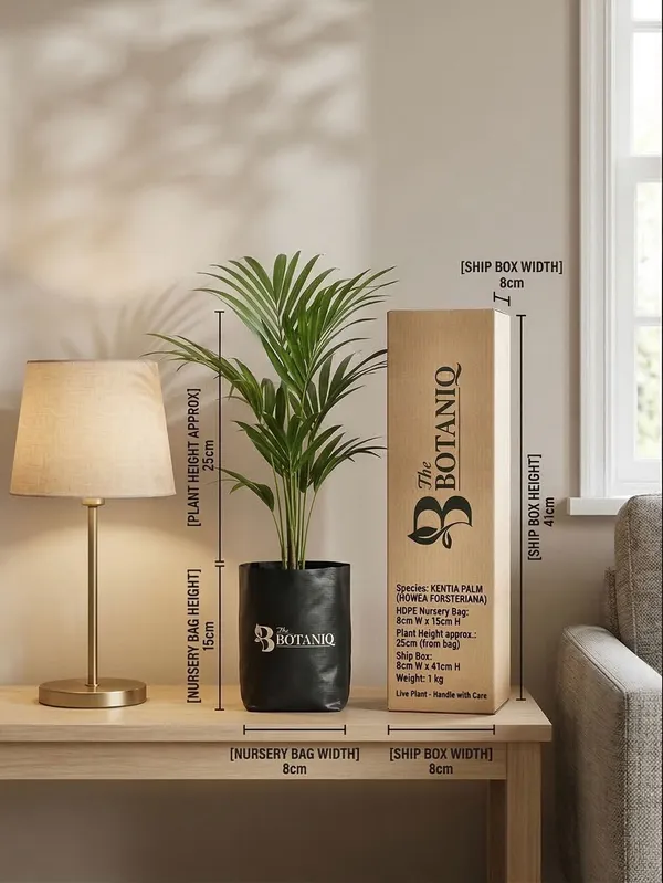 Kentia_Palm_Howea_Forsteriana_Plant
