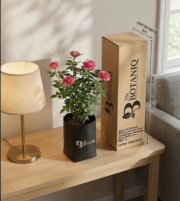 Rose_Desi/Gulab_Plant