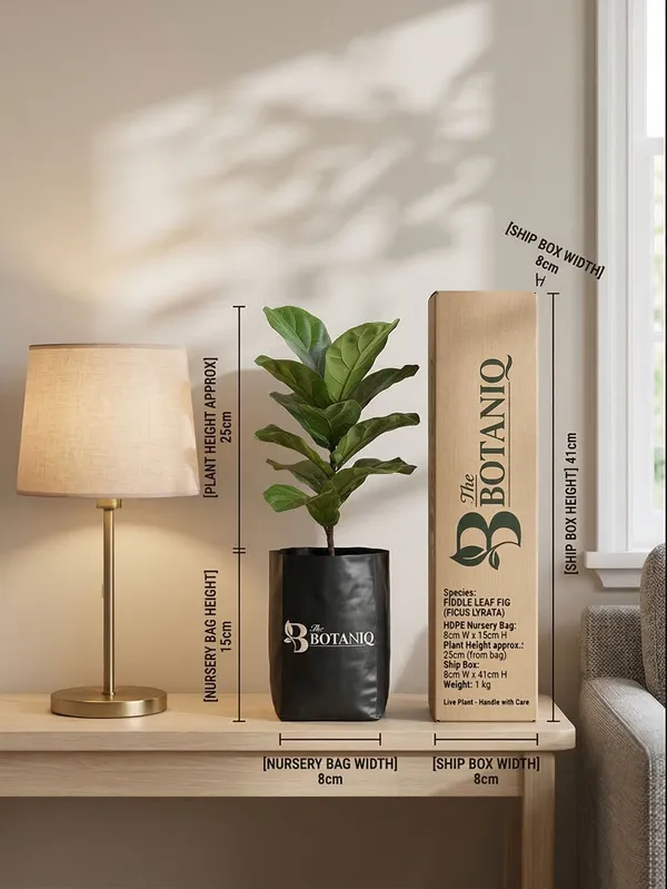 Fiddle_Leaf_Fig_Ficus_Lyrata_Plant