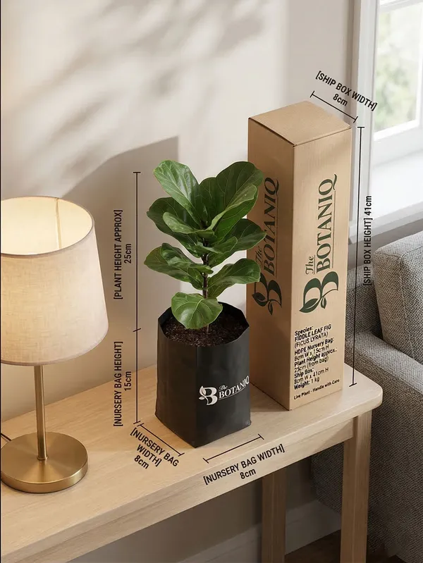 Fiddle_Leaf_Fig_Ficus_Lyrata_Plant