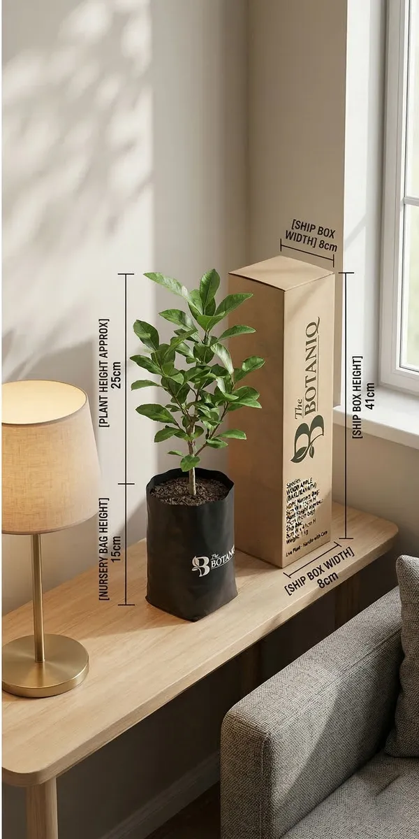 Wood_Apple_Bael/Kavath_Plant