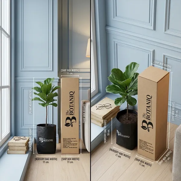 Fiddle_Leaf_Fig_(Ficus_Lyrata)