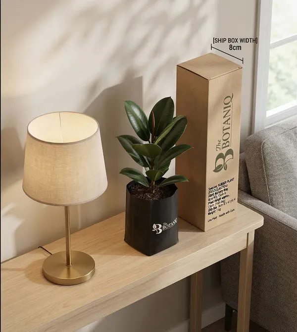Rubber___Ficus_Elastica_Plant