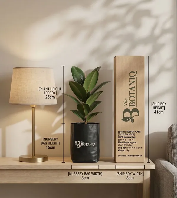 Rubber___Ficus_Elastica_Plant