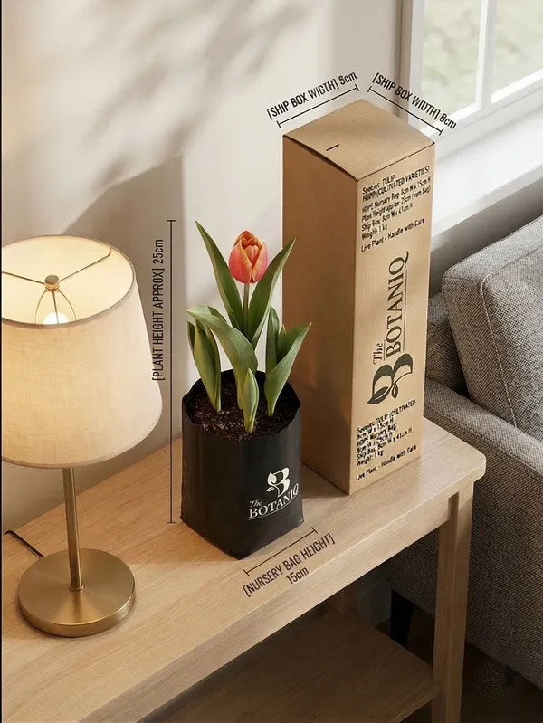 Tulip_(Cultivated_Varieties)