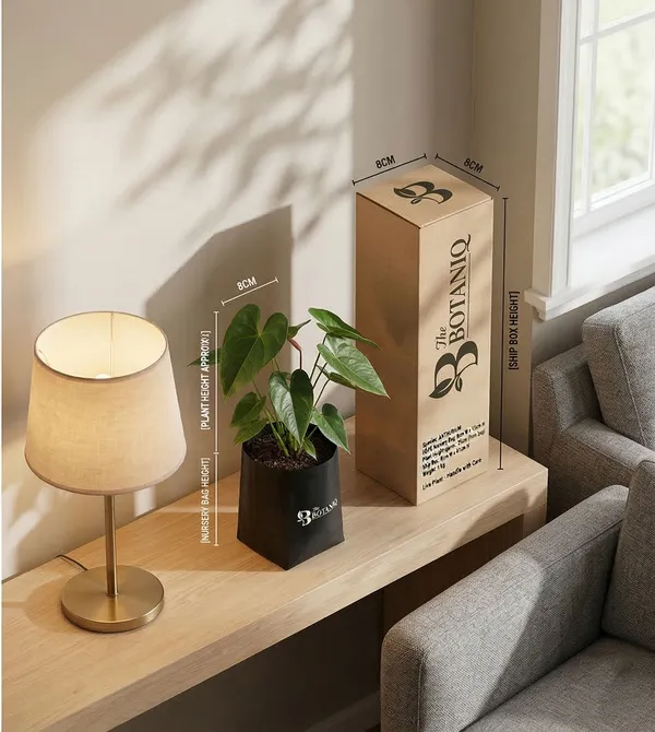 Anthurium_Plant