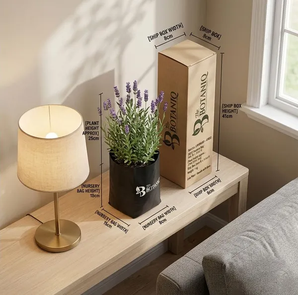 Lavender_-_Virgo_Plant