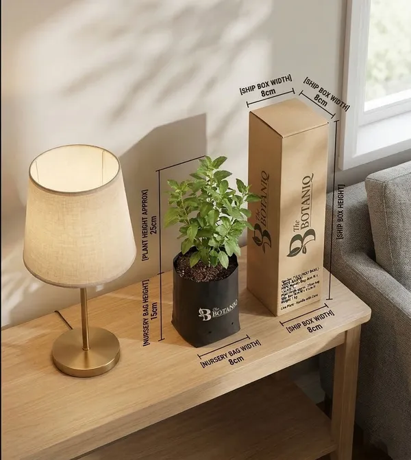 Tulsi_Holy_Basil_-_Virgo_Kanya_Plant