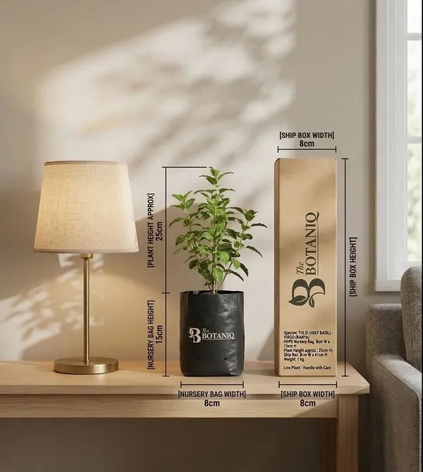Tulsi_Holy_Basil_-_Virgo_Kanya_Plant