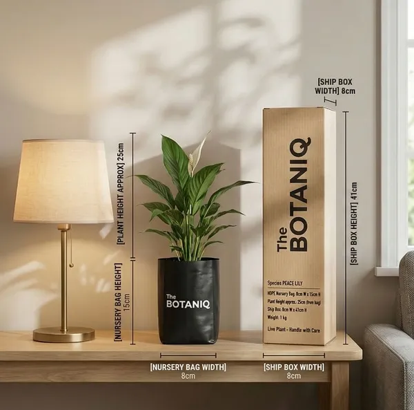 Peace_Lily_Plant