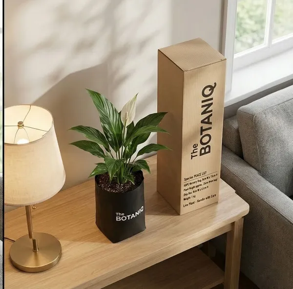 Peace_Lily_Plant
