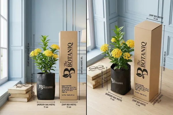 Yellow_Ixora