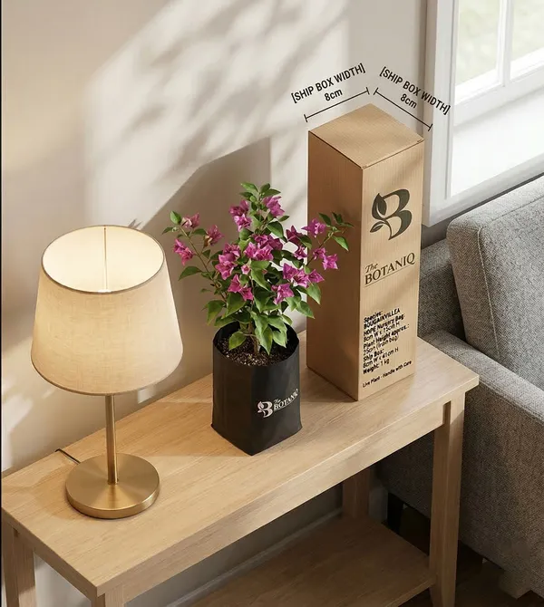 Bougainvillea_Plant