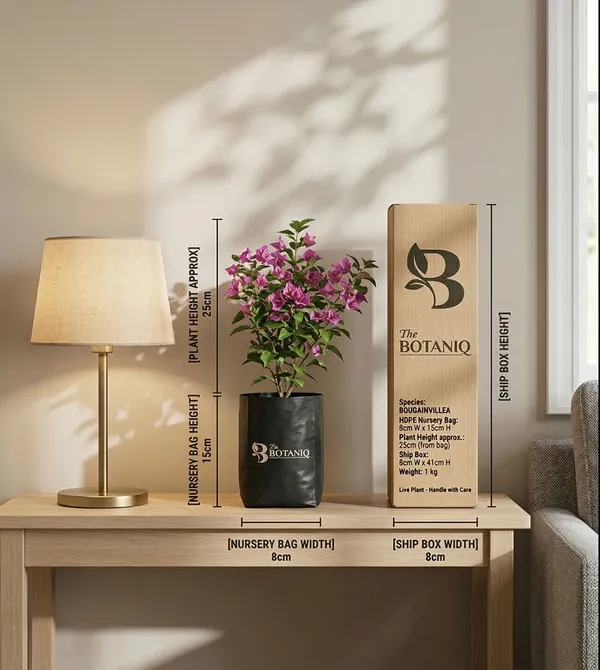 Bougainvillea_Plant