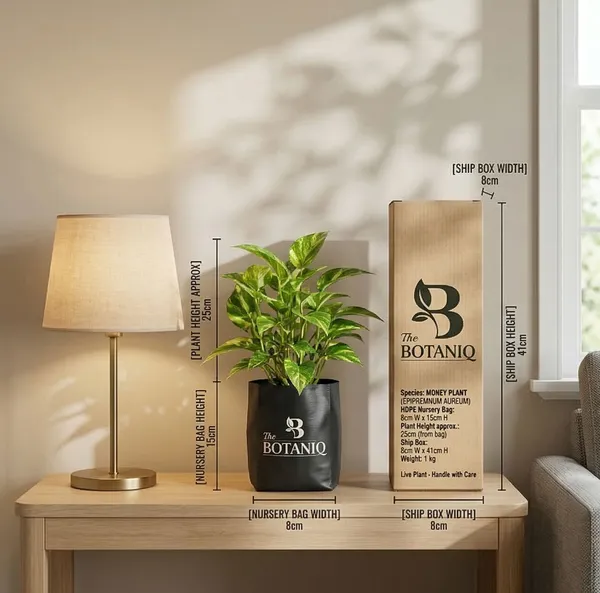 Money___Epipremnum_Aureum_Plant