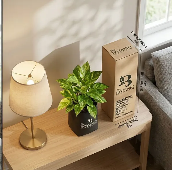 Money___Epipremnum_Aureum_Plant