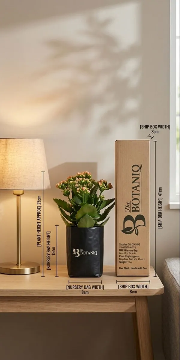 Kalanchoe_Flaming_Katy_Plant
